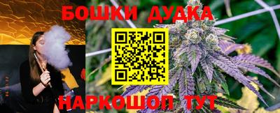 сатива Новозыбков